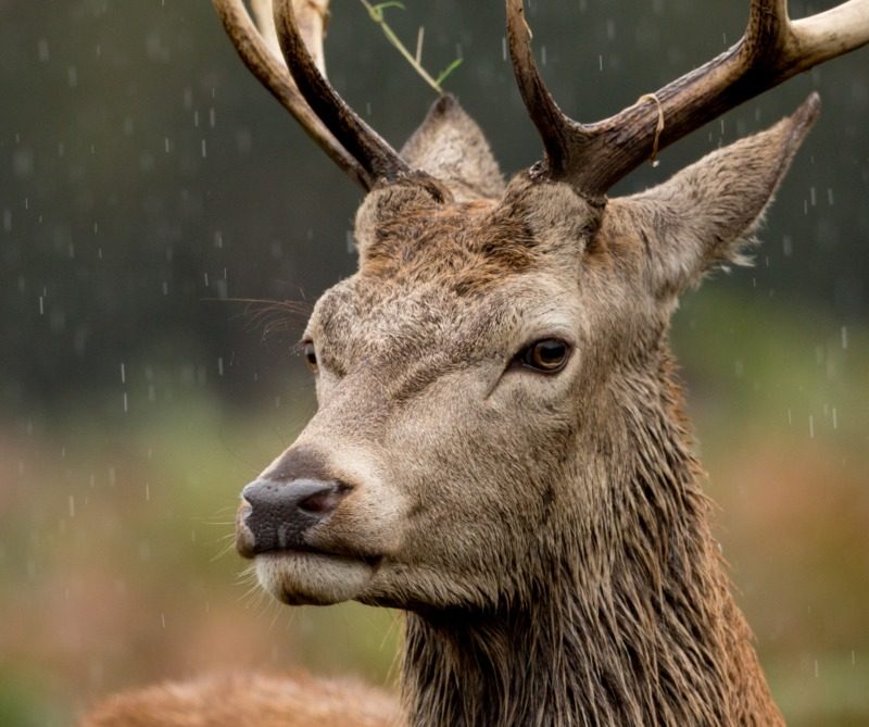 A Scottish stag standing in braken in the rain