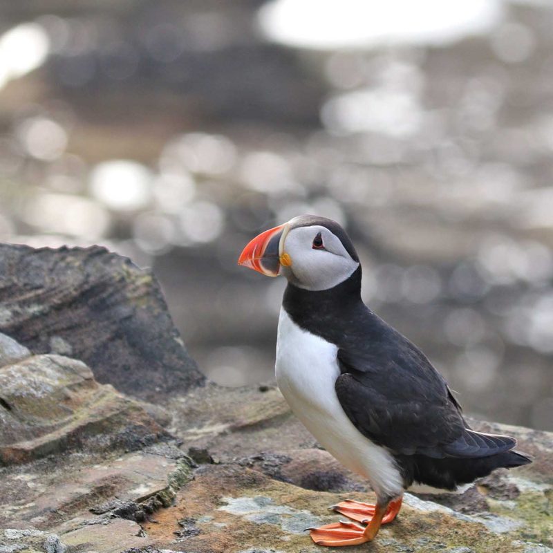 Three puffins standing on a rocky cliff.