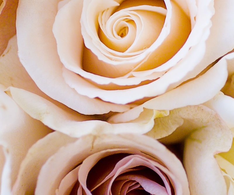 Roses in a wedding bouquet