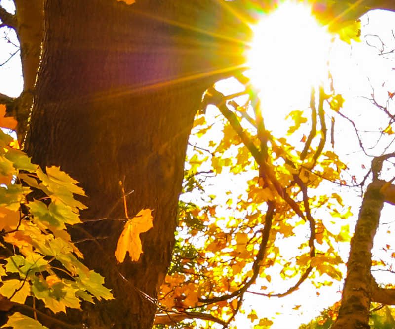 Sunlight through the trees in autumn, Scotland