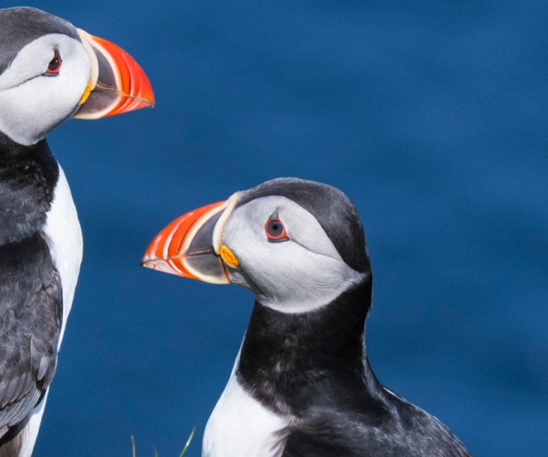 Sea birds on the Scottish coast