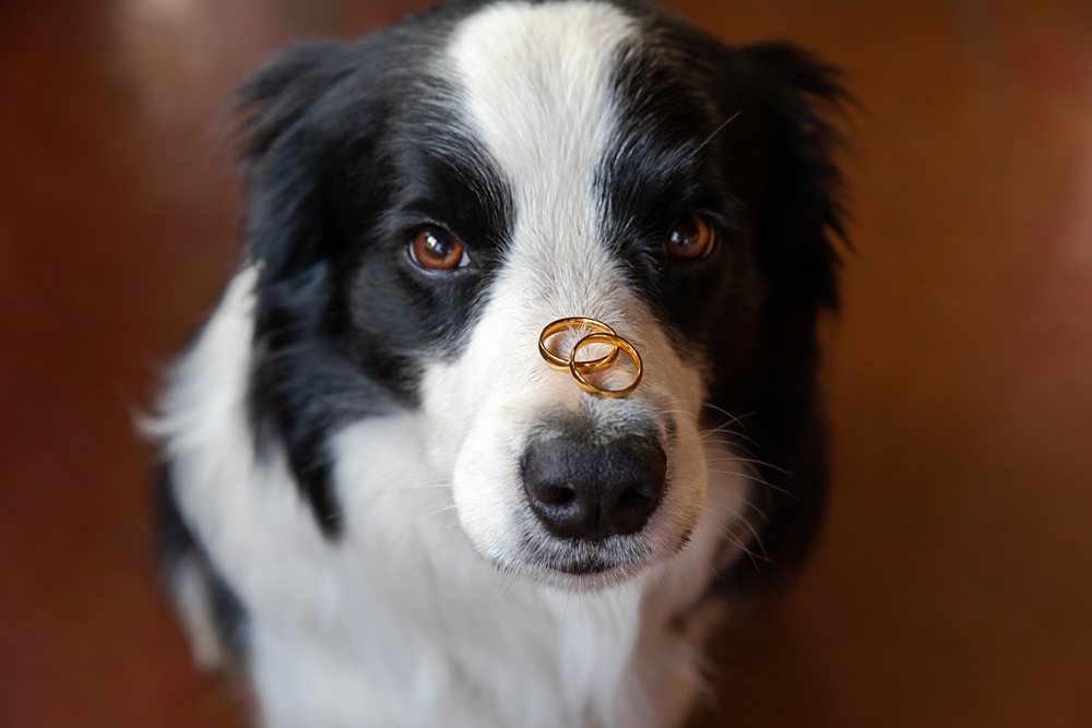 Dog ring bearer. Cute portrait of puppy dog border collie holding two golden wedding rings on nose, close up.