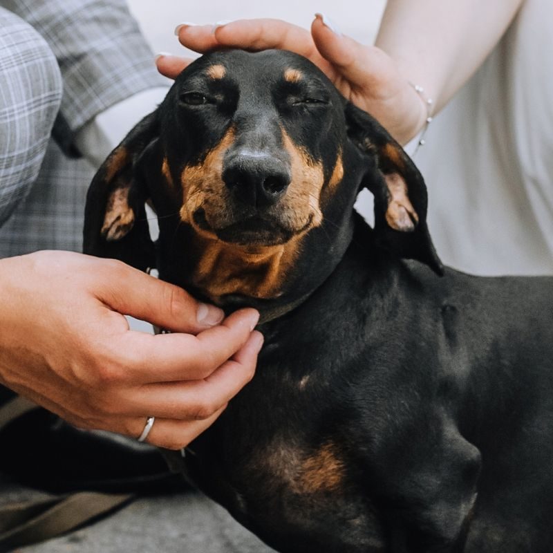 The bride and groom, happy newlyweds on a walk in the park sit with a beautiful beloved young thoroughbred dog dachshund. Wedding photography, animal close-up portrait.