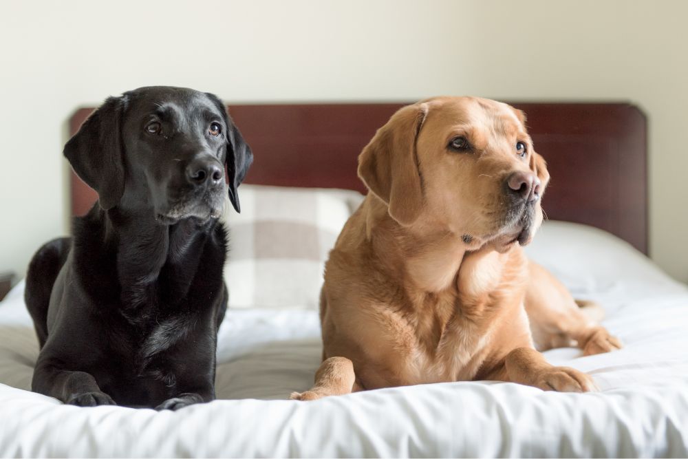 two dogs lay on the hotel bed.